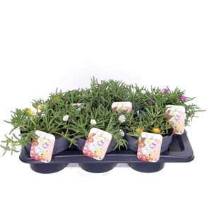 Delosperma Wheels of Wonder mix