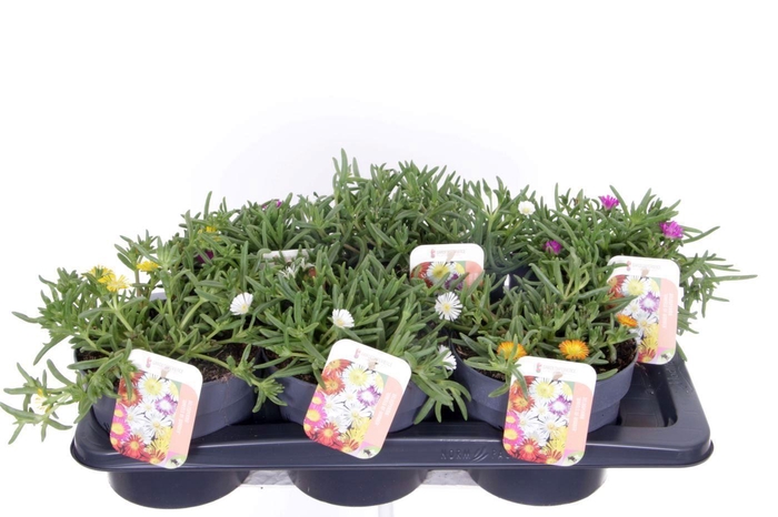 <h4>Delosperma Wheels of Wonder mix</h4>