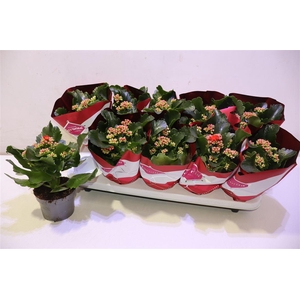 arr8 Kalanchoe Double Deluxe Red