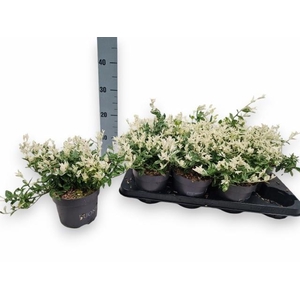 EUONYMUS FO HARLEQUI