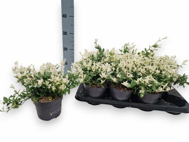<h4>EUONYMUS FO HARLEQUI</h4>