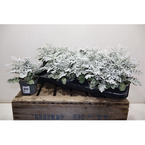 arr8 Jacobaea Maritima