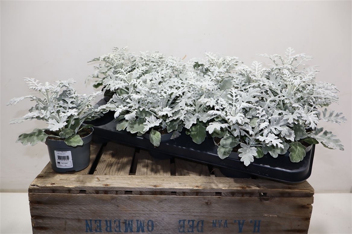 <h4>Jacobaea Maritima</h4>