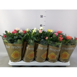 Rosa  'Beau Monde'   ...mix 6