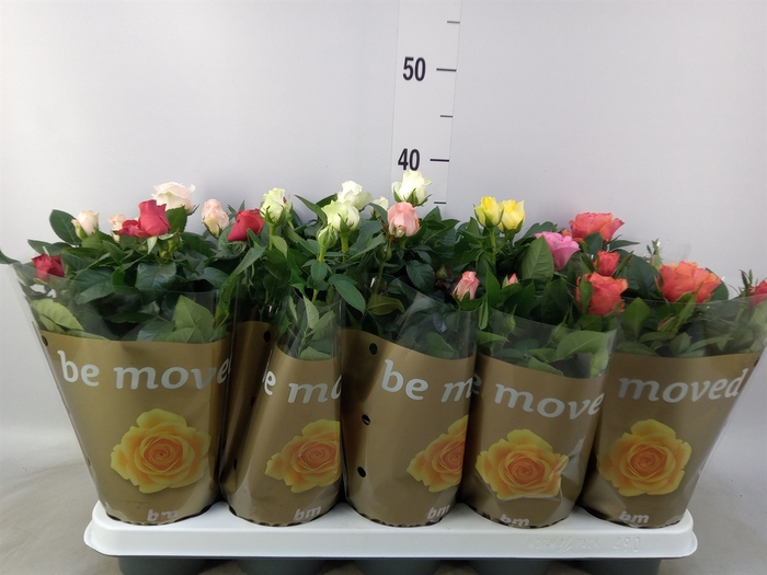 <h4>Rosa  'Beau Monde'   ...mix 6</h4>