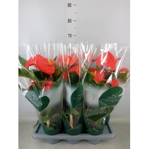 Anthurium andr. 'Samora'