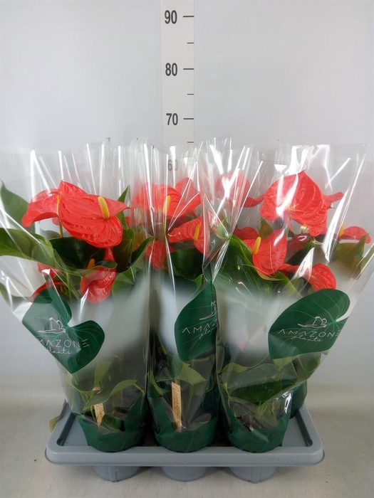 <h4>Anthurium andr. 'Samora'</h4>