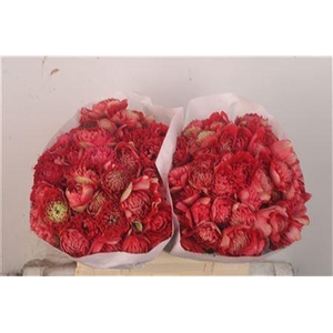 Anemone Levante Rosso