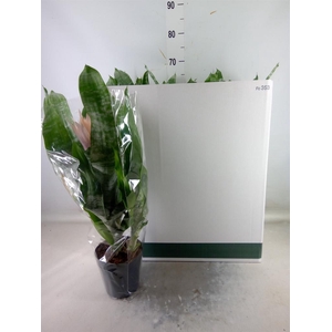 Aechmea fasciata 'Prontoo'