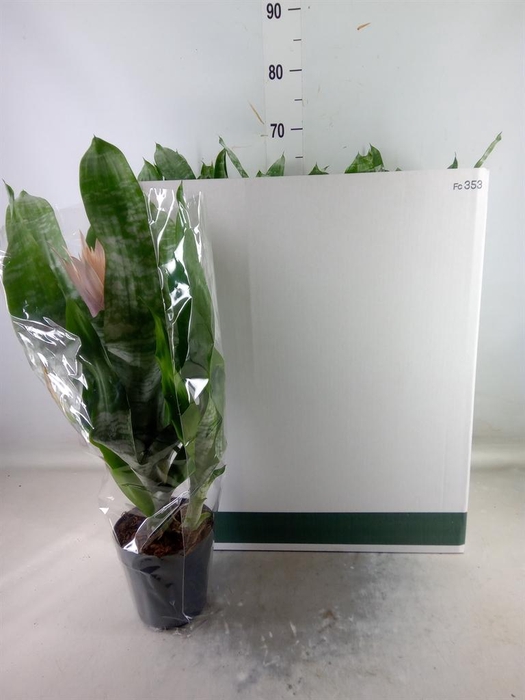 <h4>Aechmea fasciata 'Prontoo'</h4>