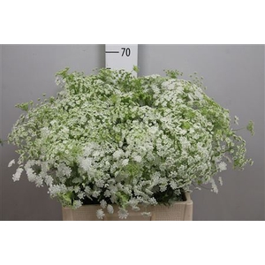 Ammi Majus
