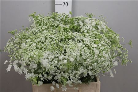 <h4>Ammi Majus</h4>