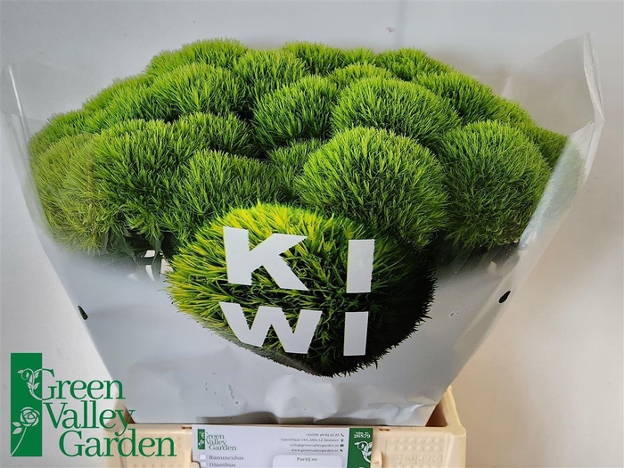 <h4>Di Barb Kiwi Mellow</h4>