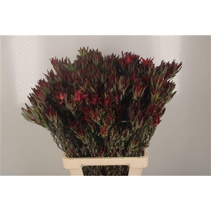 Leucad Sal Blush Spray