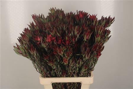 <h4>Leucad Sal Blush Spray</h4>