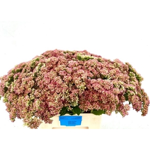 SEDUM SPECTABILE BLO