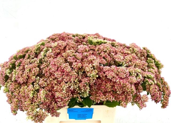 <h4>SEDUM SPECTABILE BLO</h4>