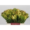 Leucadendron Goldstrike