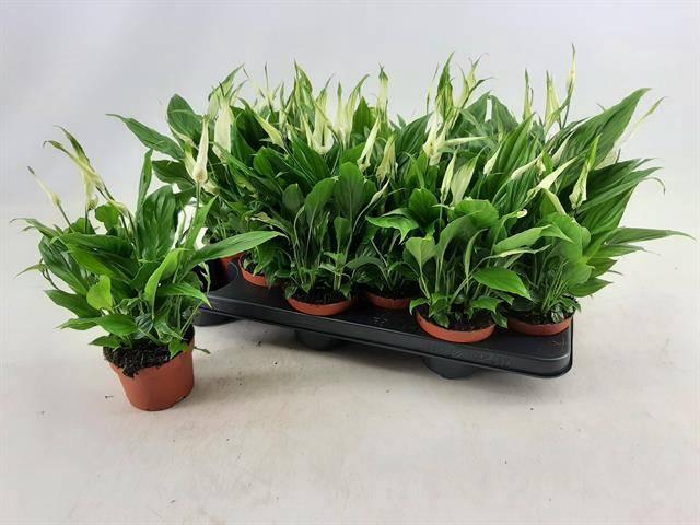 <h4>SPATH CHOPIN</h4>