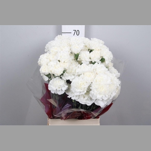 Di St Moonlight White