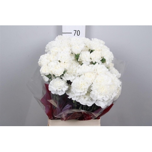 Di St Moonlight White