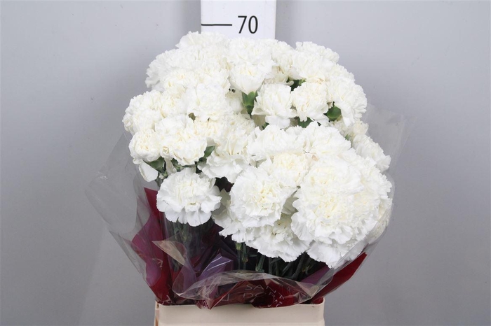 <h4>Di St Moonlight White</h4>