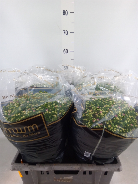 <h4>Chrysanthemum   ..</h4>