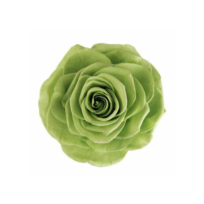 <h4>Rose Monalisa Prairie Green</h4>