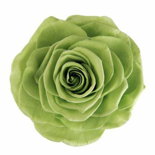 <h4>Rose Magna Prairie Green</h4>