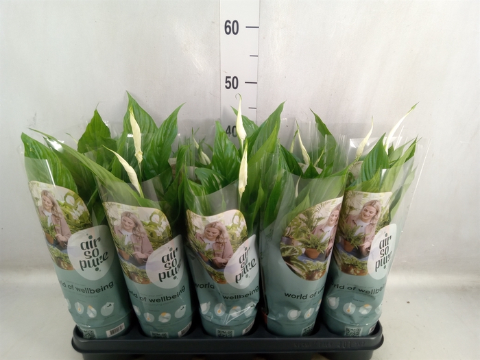 <h4>Spathiphyllum  'Torelli'</h4>