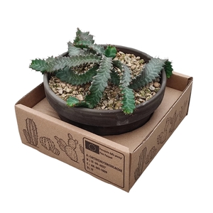 EUPHORBIA STELLATA IN TERRACOTTA BOWL Ø 15 - IN CARDBOARD BOX 15X15 CM (SUCCULENTEN)