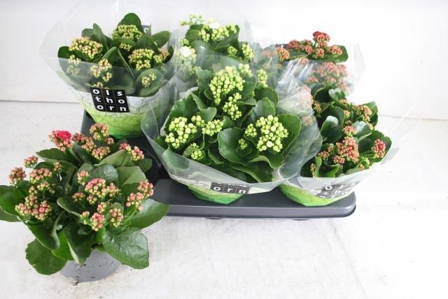 <h4>KAL GE GEM 4 KL</h4>