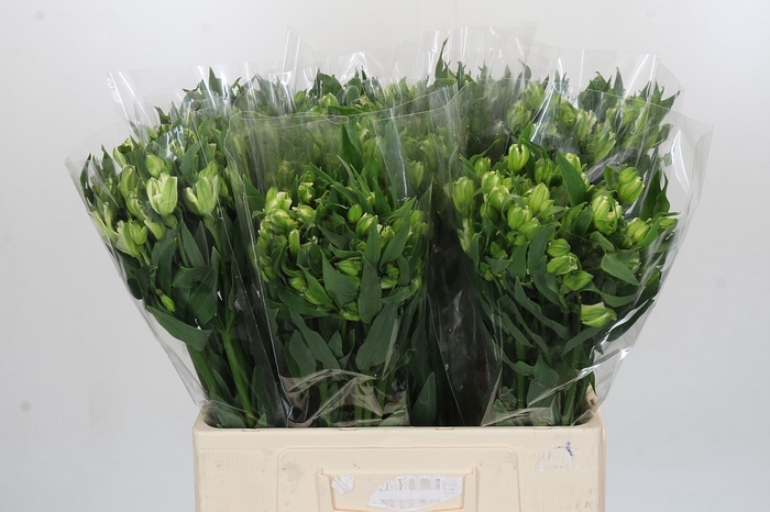 <h4>Alstroemeria Florinca Paradiso</h4>