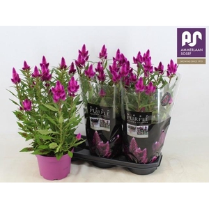 CEL DEEP PURPLE