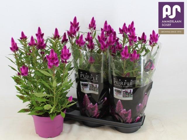 <h4>CEL DEEP PURPLE</h4>