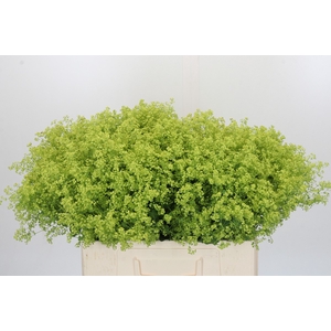 Alchemilla Mollis Robustica