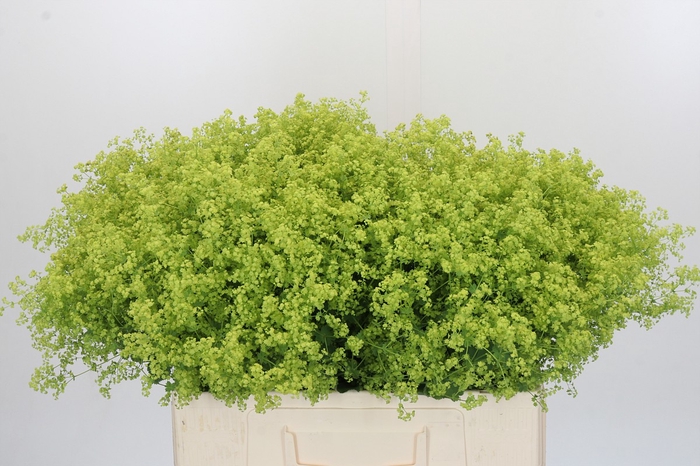 <h4>Alchemilla Mollis Robustica</h4>