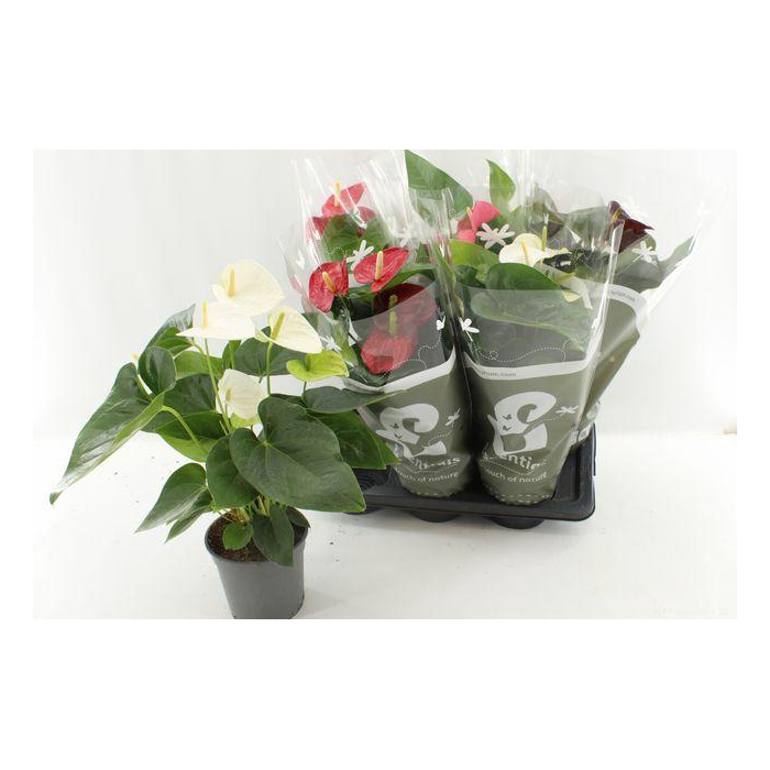 <h4>Anthu An Gem 4 Kl</h4>