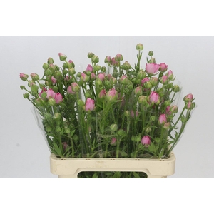 Ranunculus Natura Moderna Dolce