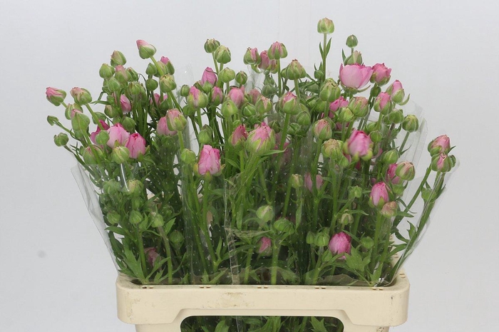 Ranunculus Natura Moderna Dolce