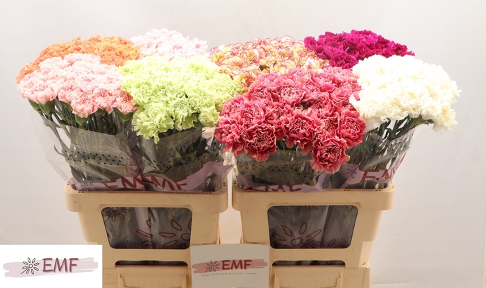 <h4>DI ST GEM IN FUST</h4>