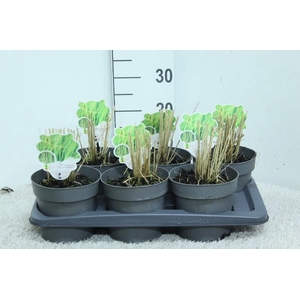 Molinia Caerulea Heidebraut