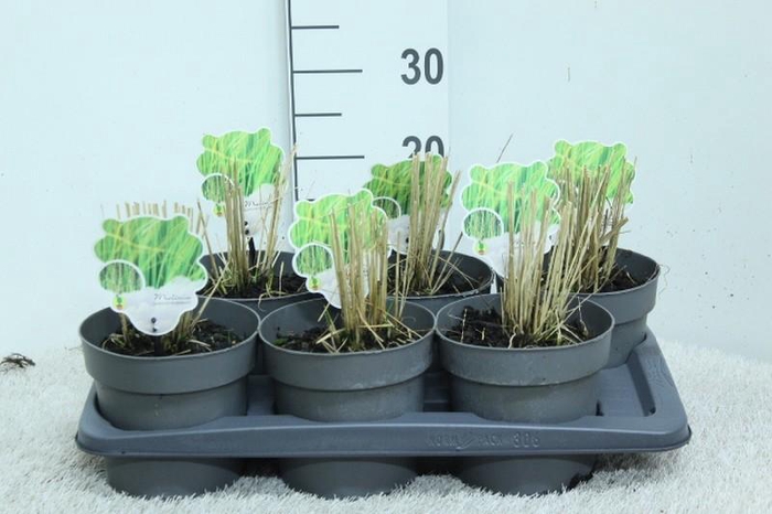 Molinia Caerulea Heidebraut