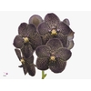 VANDA SU CHOC BROWN