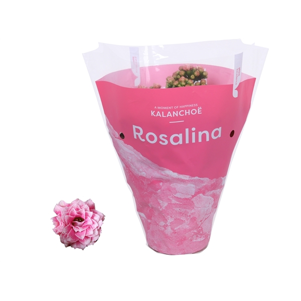 <h4>Kalanchoe Rosalina 12cm TST Don Alano, Roze hoes</h4>