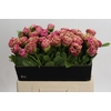Paeonia Carnation Bouquet