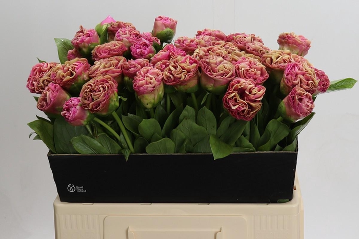 Paeonia Carnation Bouquet