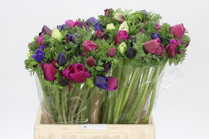 <h4>Anemone Mistral Plus Rainbow Mix</h4>