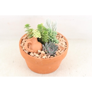 Arr2 Ub - Terra Cotta 955/3 Echeveria
