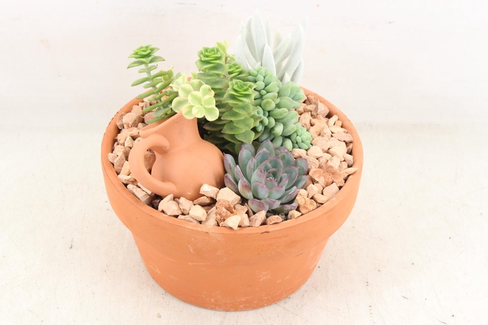 Arr2 Ub - Terra Cotta 955/3 Echeveria